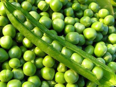 Shell peas are one of most popular vegetables grown in North Dakota. 