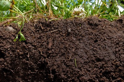 Healthy soil