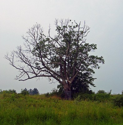 800px The Devil's Tree