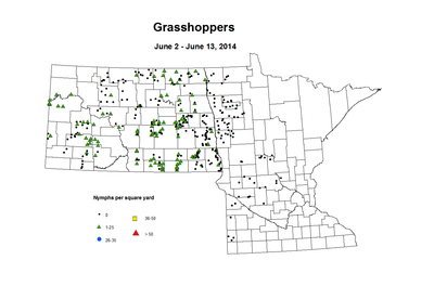6 2 6 13 Grasshopper Nymphs