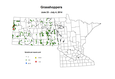 6 23 7 4 Grasshopper Nymphs
