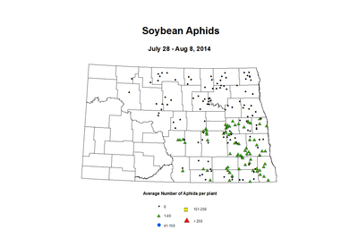 7 28 8 8 Soybean Aphids Average Per Plant