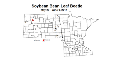 soybean blb def 5 29 6 9 2017