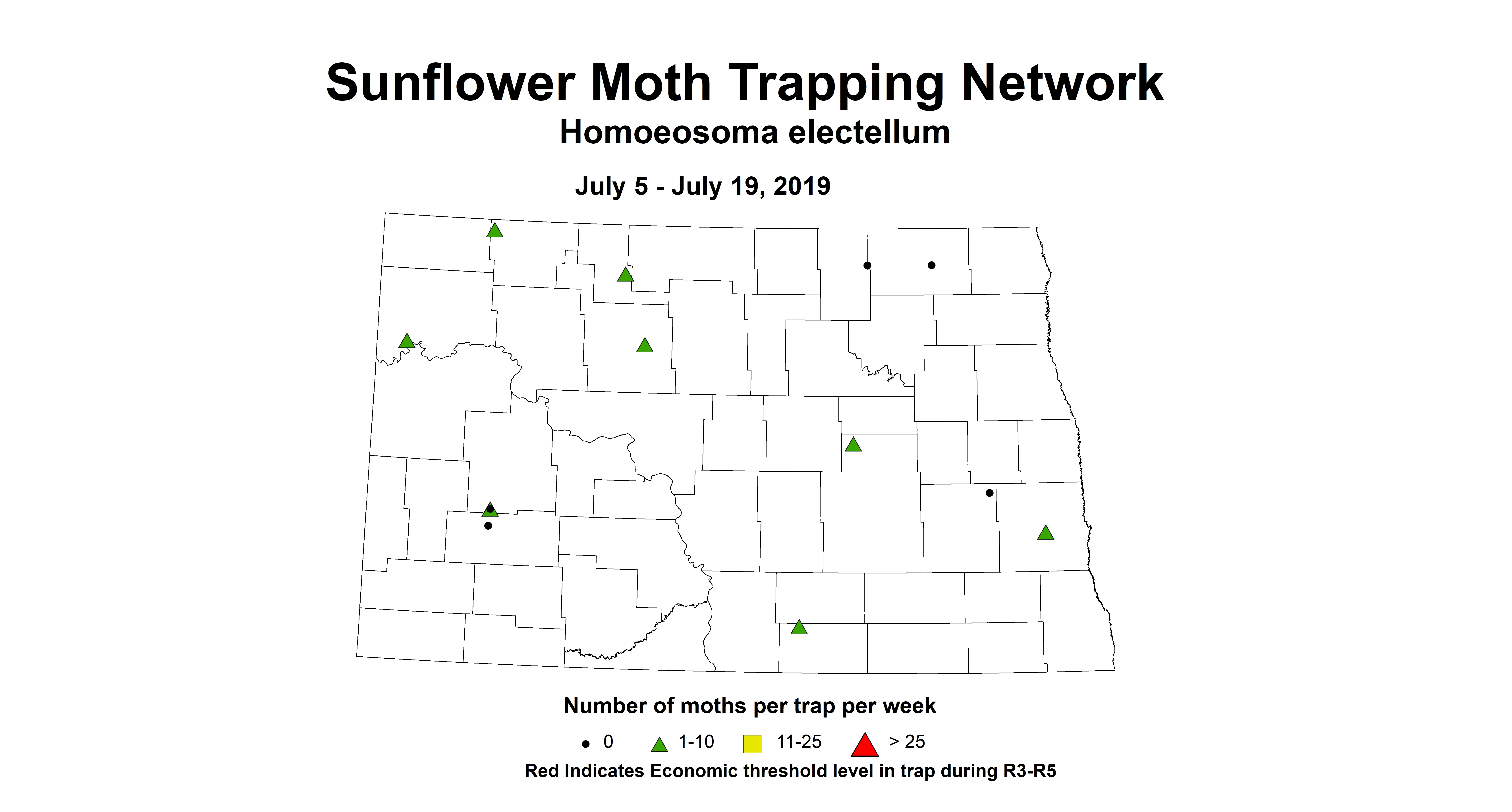 corrected sunflowerMoth 7.5 7.19