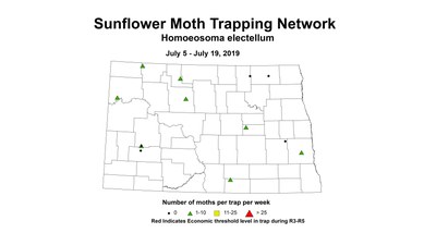 corrected sunflowerMoth 7.5 7.19