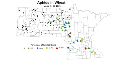 wheatAphids6.1 6.11