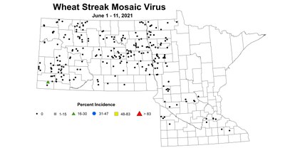 wheatStreakMosaicVirus6.1 6.11