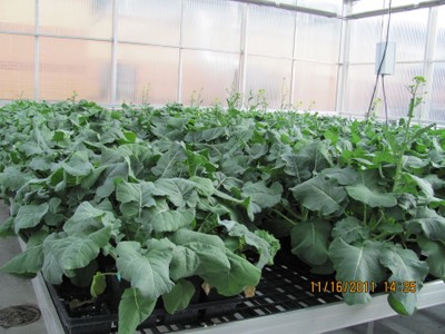 Potatoes in a small greenhouse room