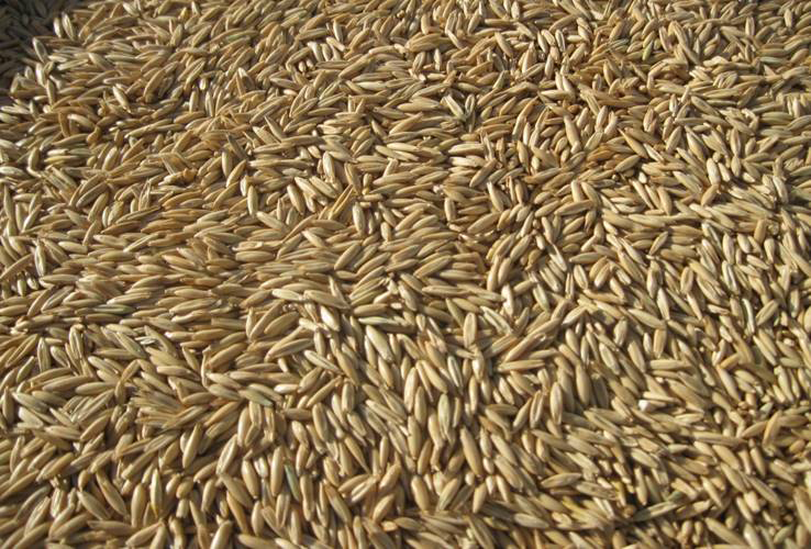 Oat sample closeup