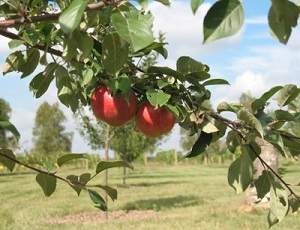 Apple Variety Trial