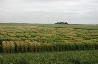 Barley Nursery