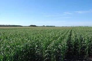 Corn Trials at Carrington