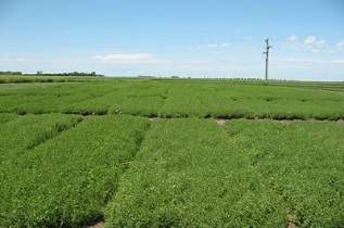 Lentils