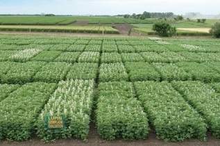Lupin Germplasm Evaluation