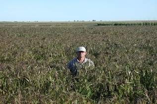 Proso Millet
