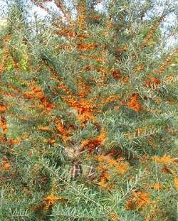 Seaberry