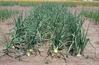 Vacquero Onion Transplants