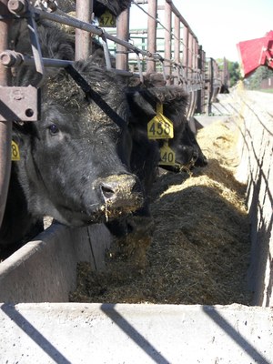 SteerHead