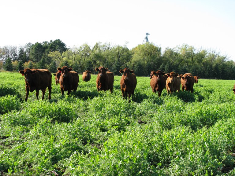 CRECCoverCropGrazing