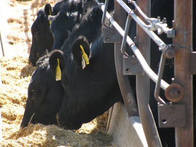 AngusCattle1