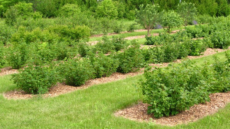 OrchardMulch