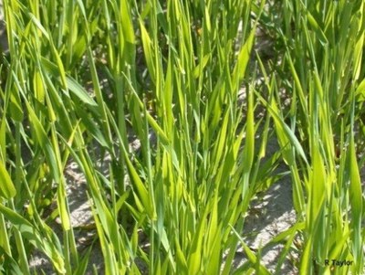 SulferDefWheat
