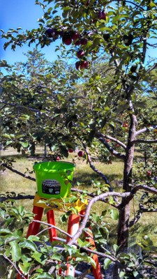 Ladder in Tree 2
