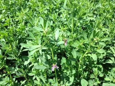Alfalfa-EarlyBloom