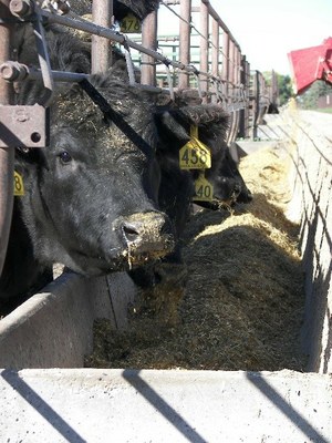 Angus