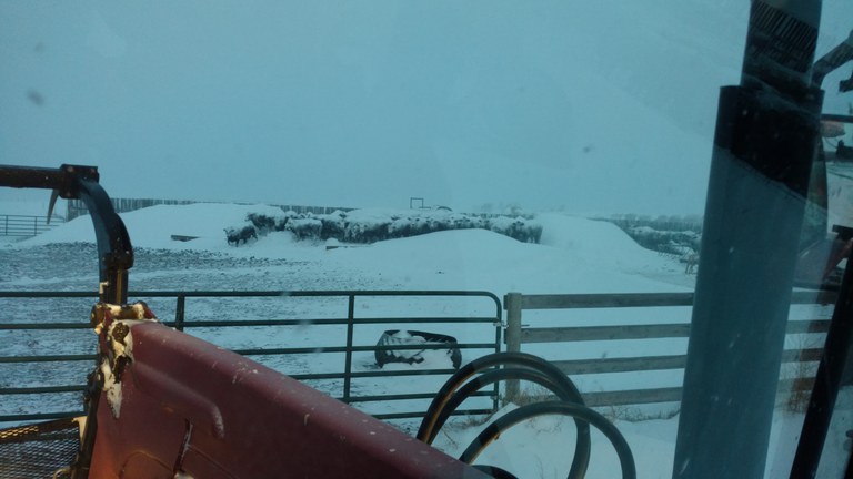 Blizzard