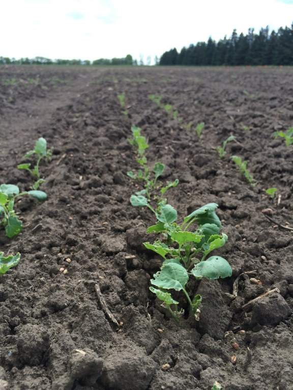 Canola