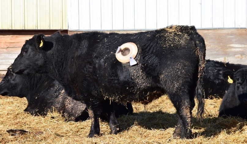 CanulatedSteer