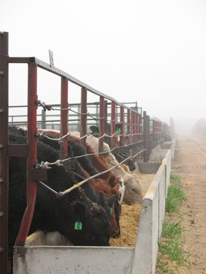 CattleDDG