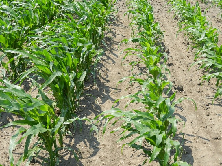 CornStarterP