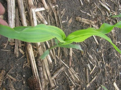 CornClose