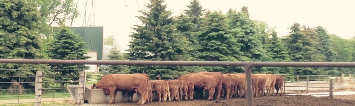 CowCalf1