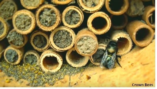 CrownBees2