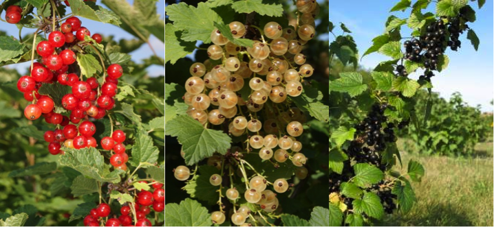 Currants