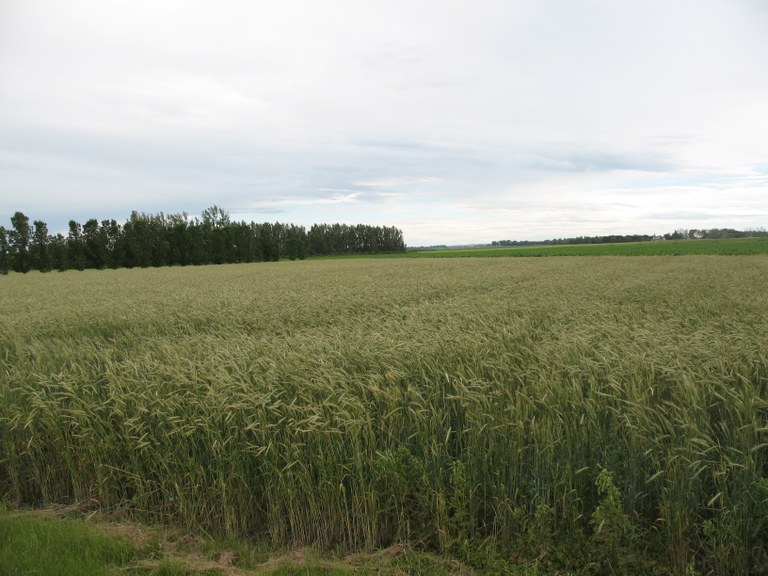 Rye2