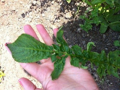 DamagedPlant