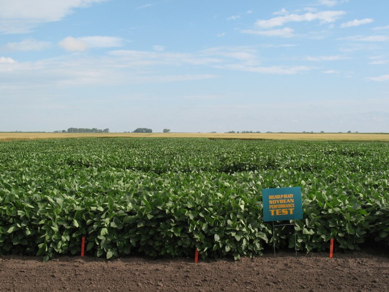 DrylandRRSoy