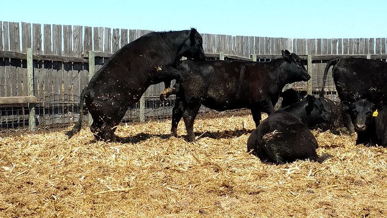 HeiferHeat