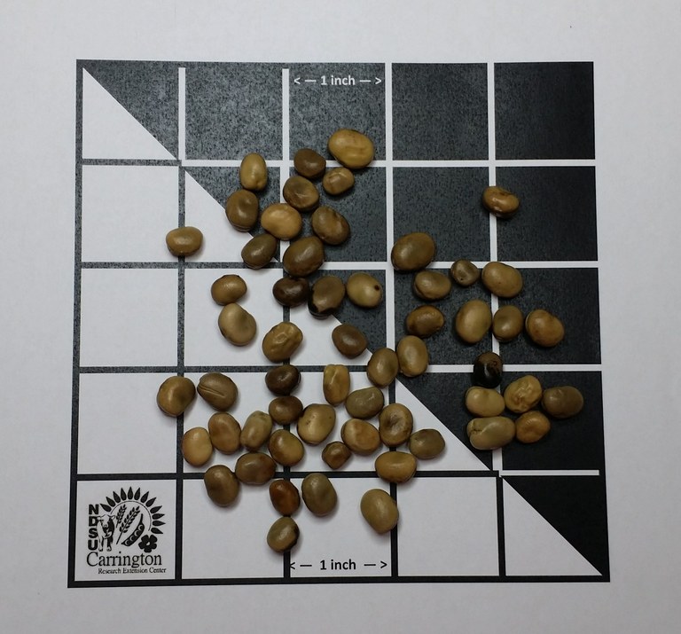 FabaBean