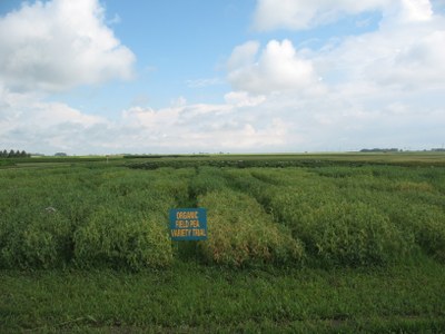 OrganicFD15Peas