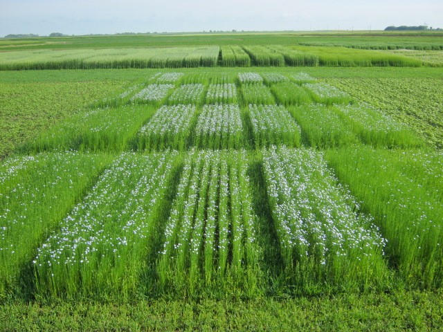 FlaxOrganic