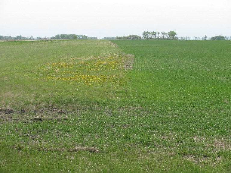 GrassHeadlands