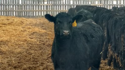 Heifer 
