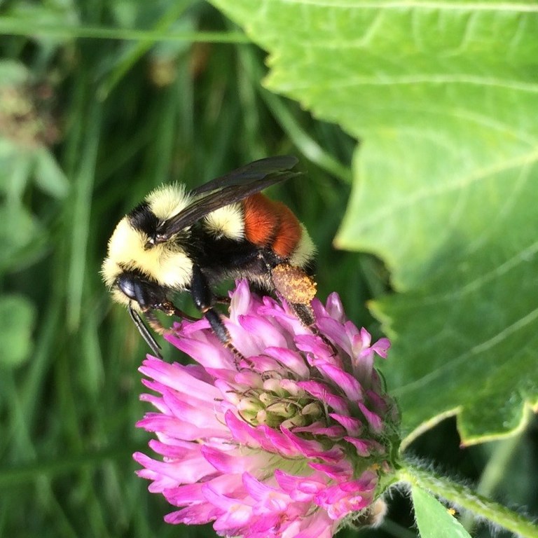 HuntBumble