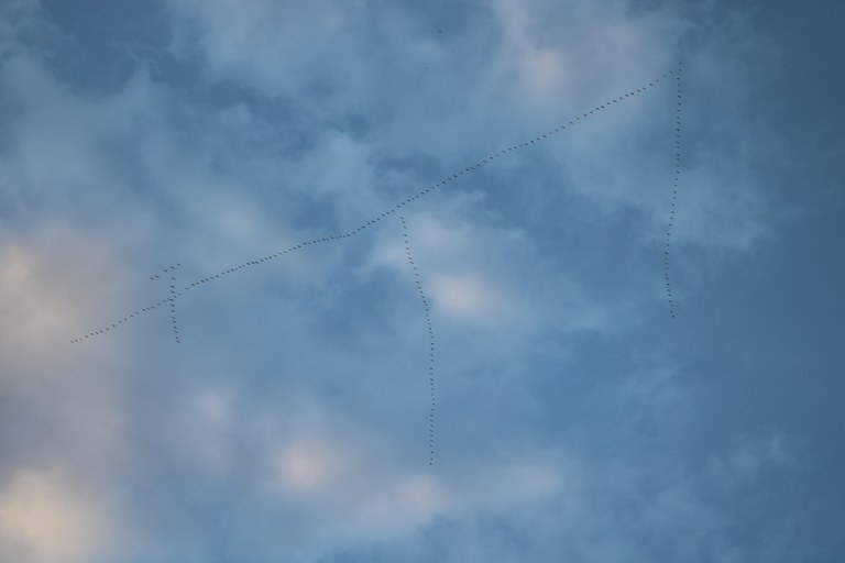Geese16