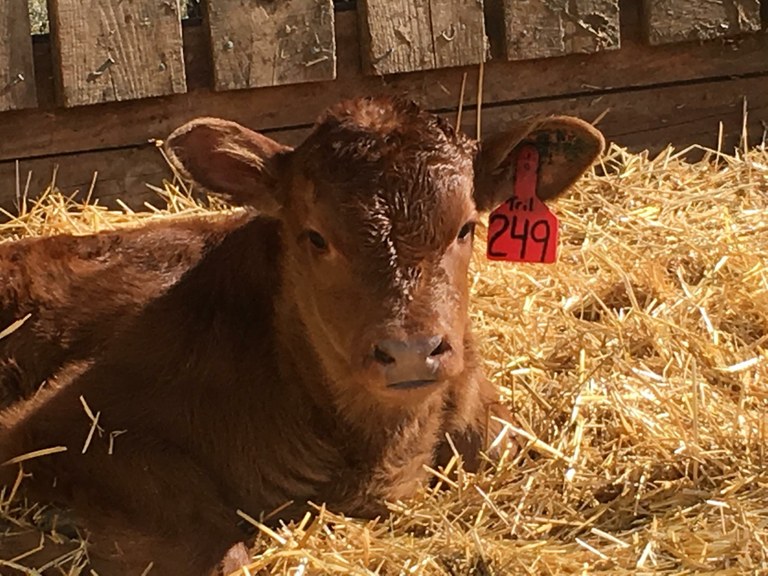 Calf2016